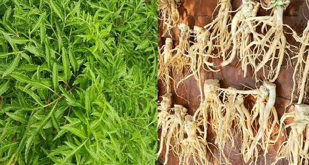 Đinh lăng - vị thuốc dân gian có rẩ nhiều tác dụng tốt cho sức khỏe