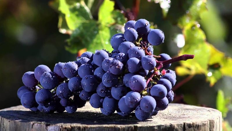 Giống nho Cabernet Sauvignon